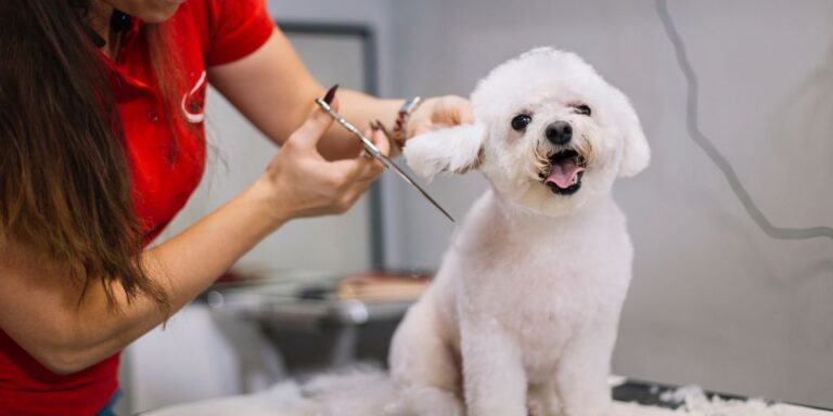 pet grooming