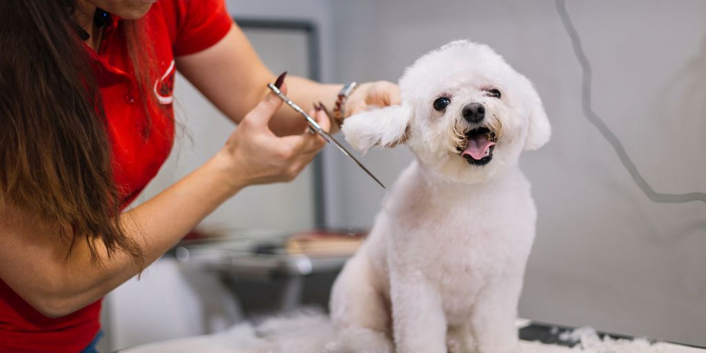 pet grooming