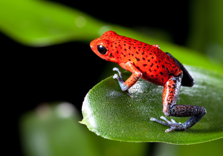 frogs