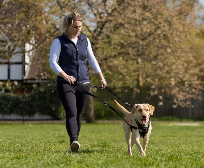 Training Tips: How to Use a No-Pull Dog Harness Effectively