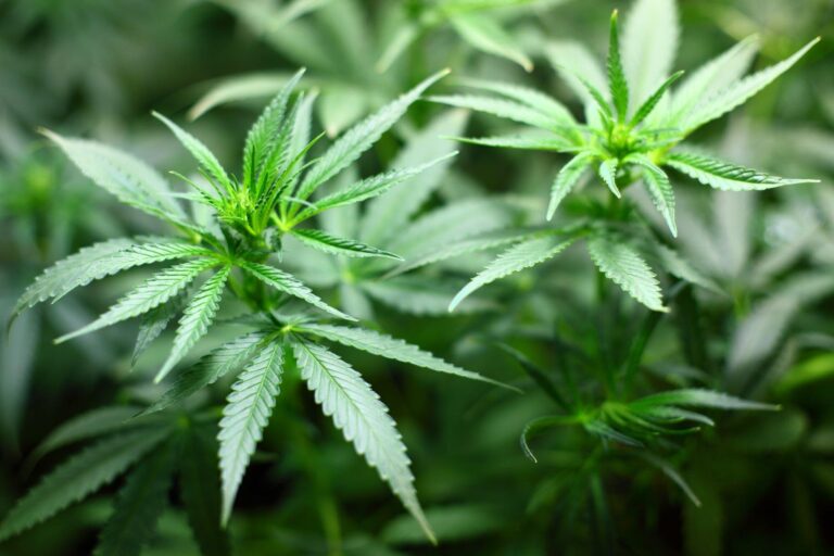 Common Mistakes to Avoid When Using a Cannabis Grow Kit