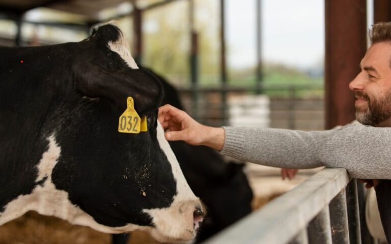 Choosing the Right EID Tags for Cattle