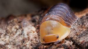 Complete Guide for New Rubber Ducky Isopod Pet Owners